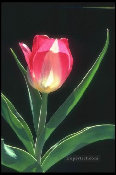 フォトリアリズムの花 Painting - xsh0216b リアルな花の写真